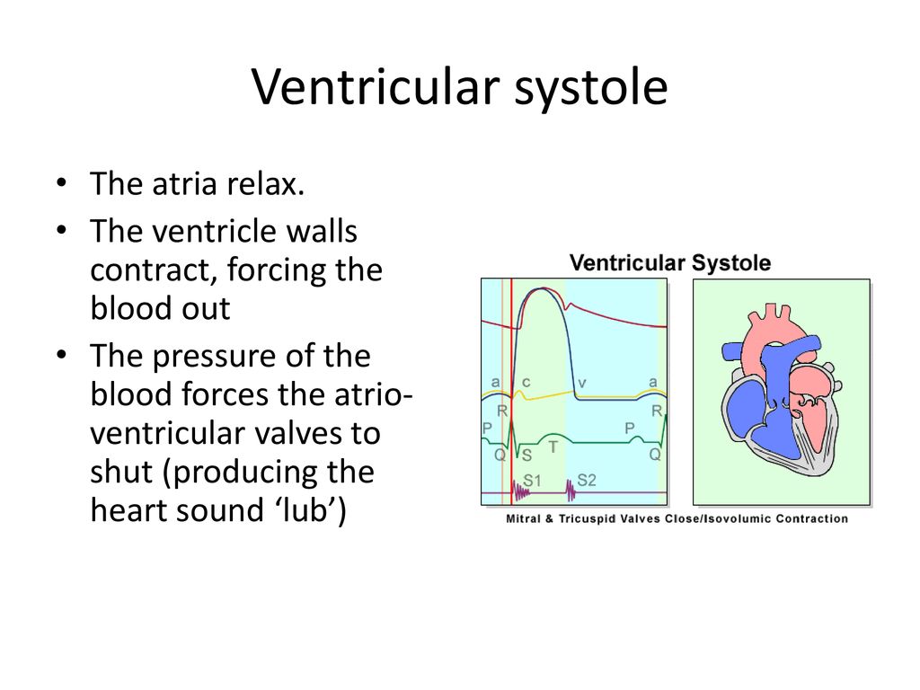 Cardiac Cycle. ppt download